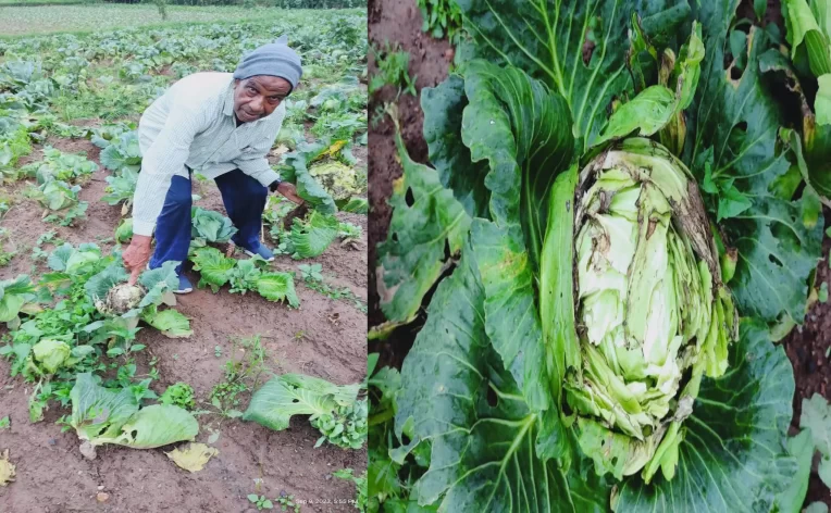 अनियमित बारिश का कहर, पिठौरिया में खेतों पर लगी सब्जियां बर्बाद अनियमित बारिश का कहर, पिठौरिया में खेतों पर लगी सब्जियां बर्बाद